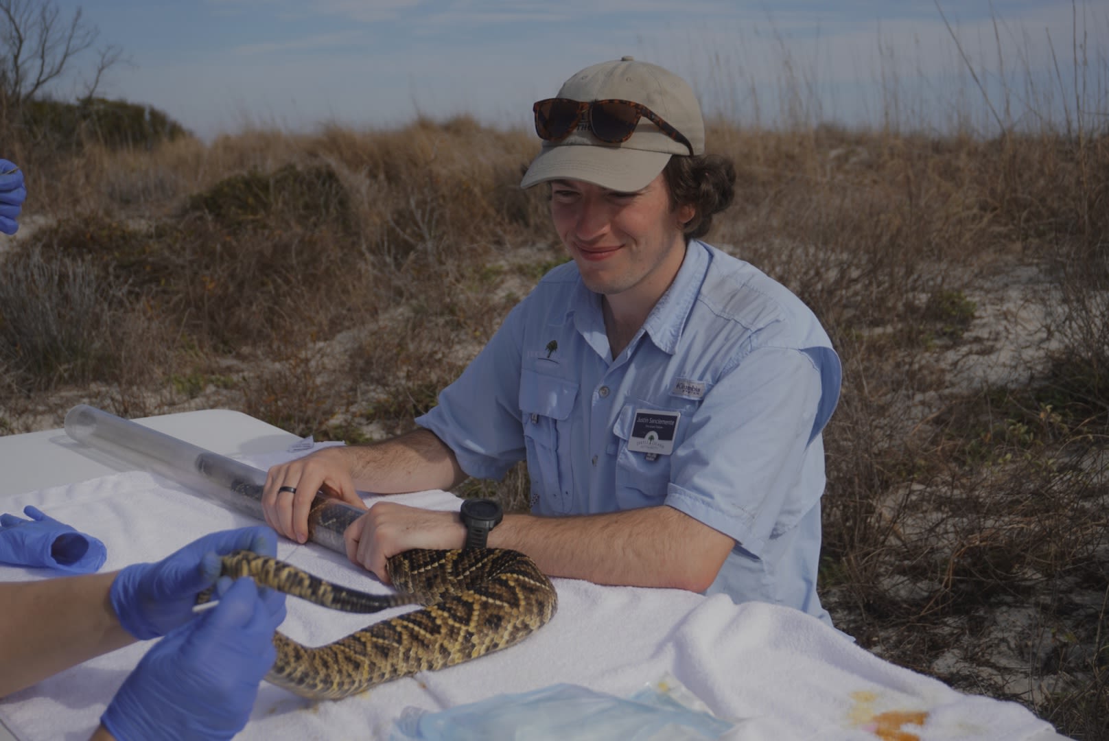 Justin Sanclemente in the field holding a rattlesnake while a researcher analyzes the snake.