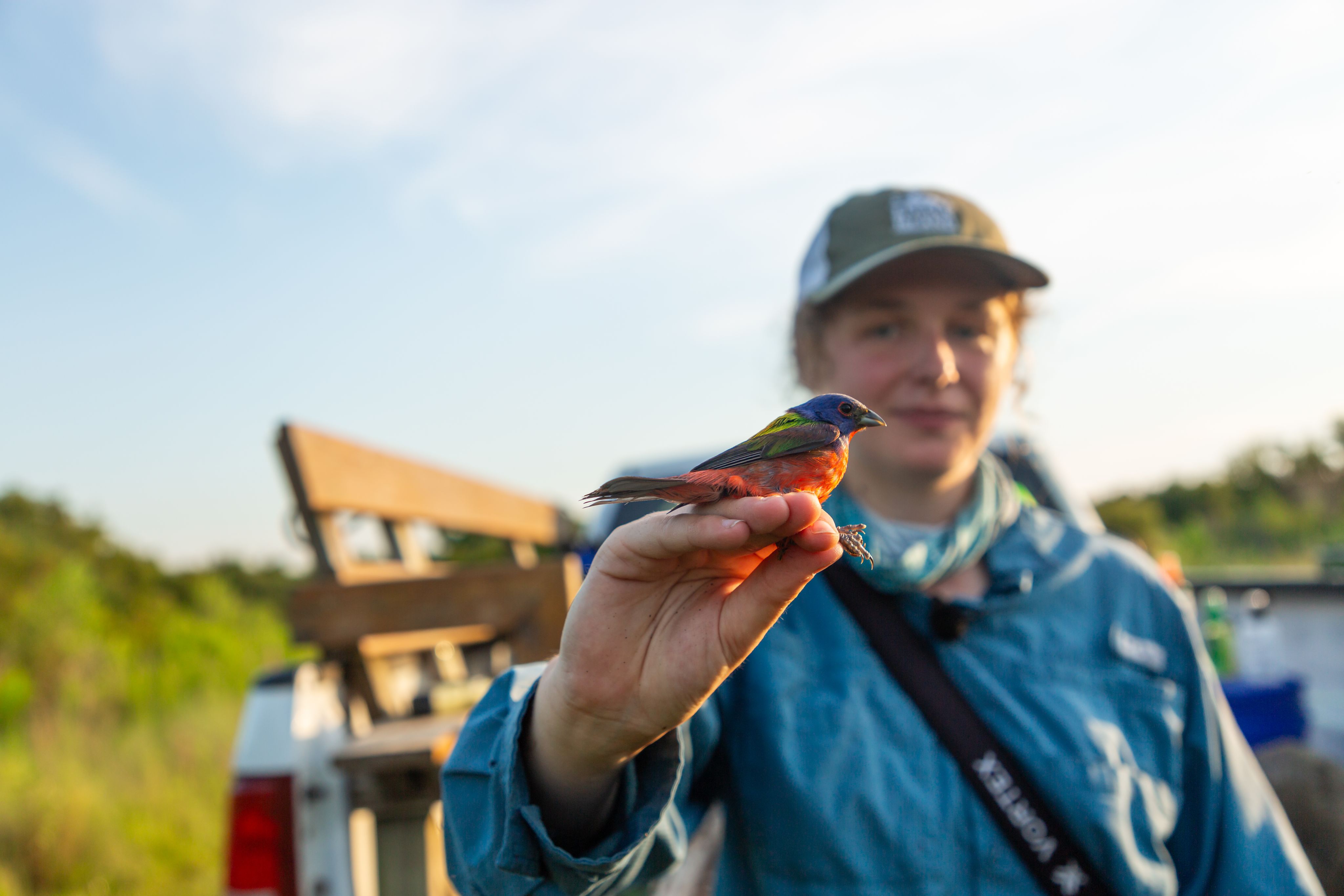 Researcher Diane Klement holding a male bunting in her hand in the foreground.