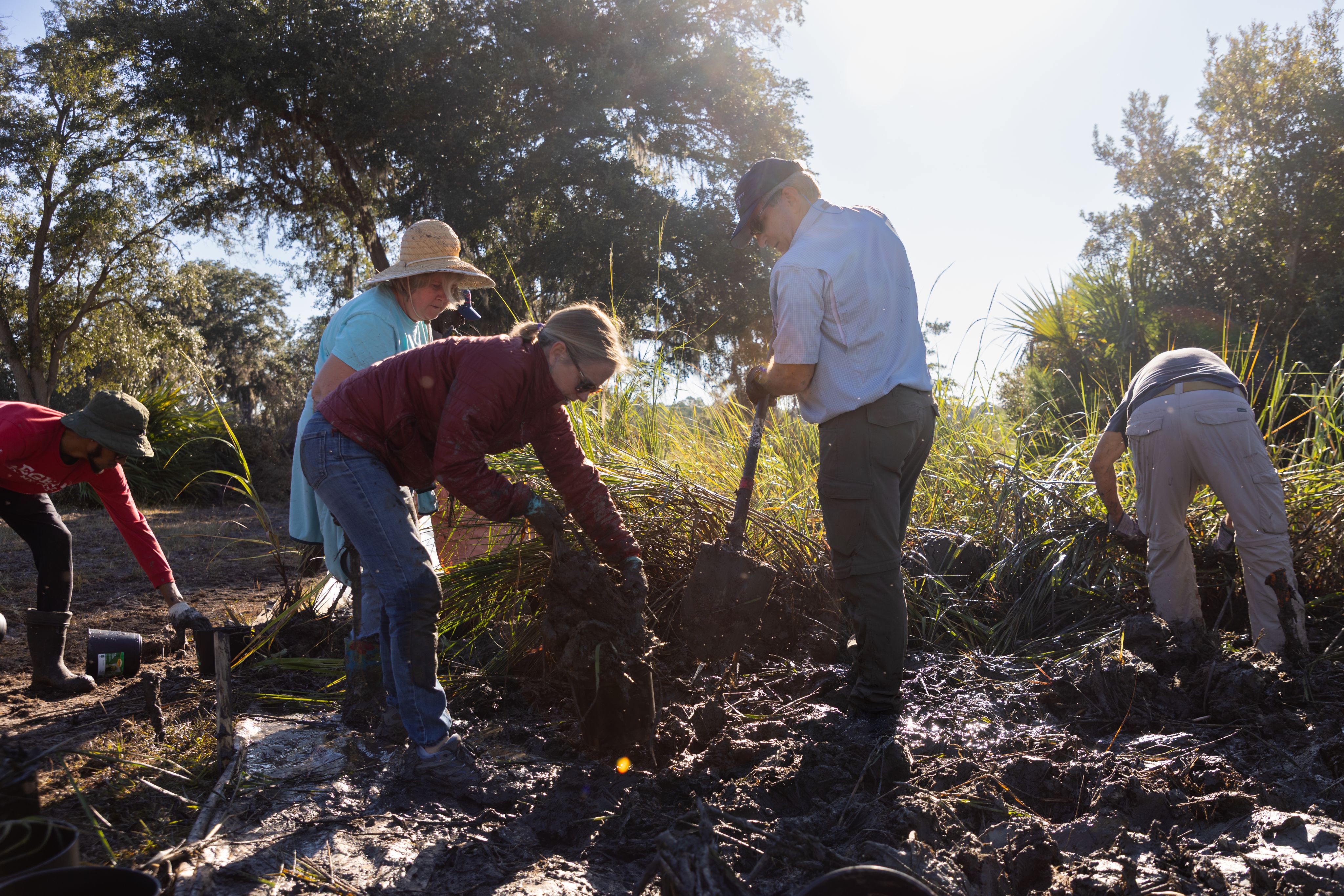 Marine Extension and Georgia Sea Grant Staff and Volunteers planting marsh grass in a section of saltmarsh