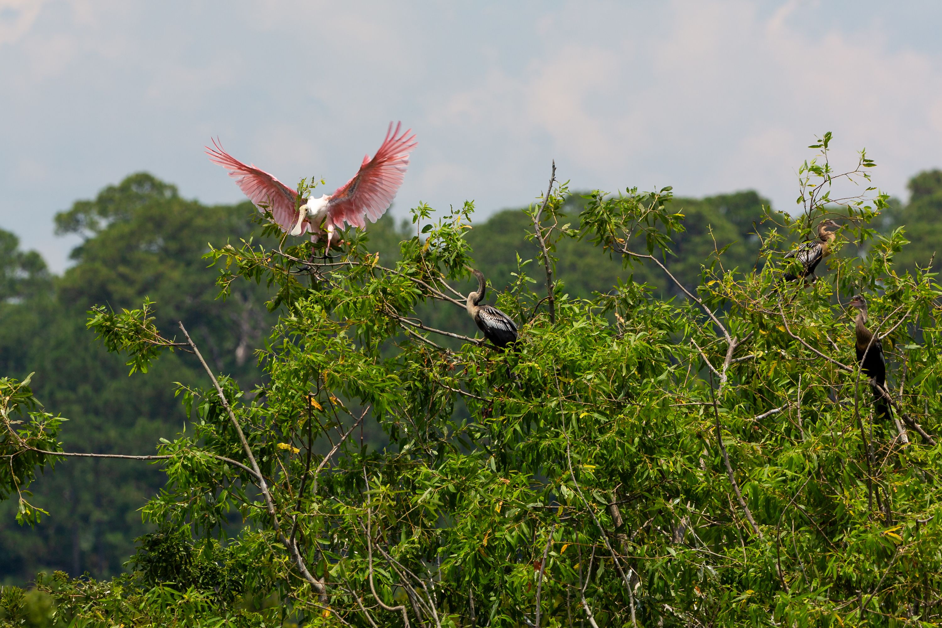 A roseate spoonbill and anhinga perched in a tree