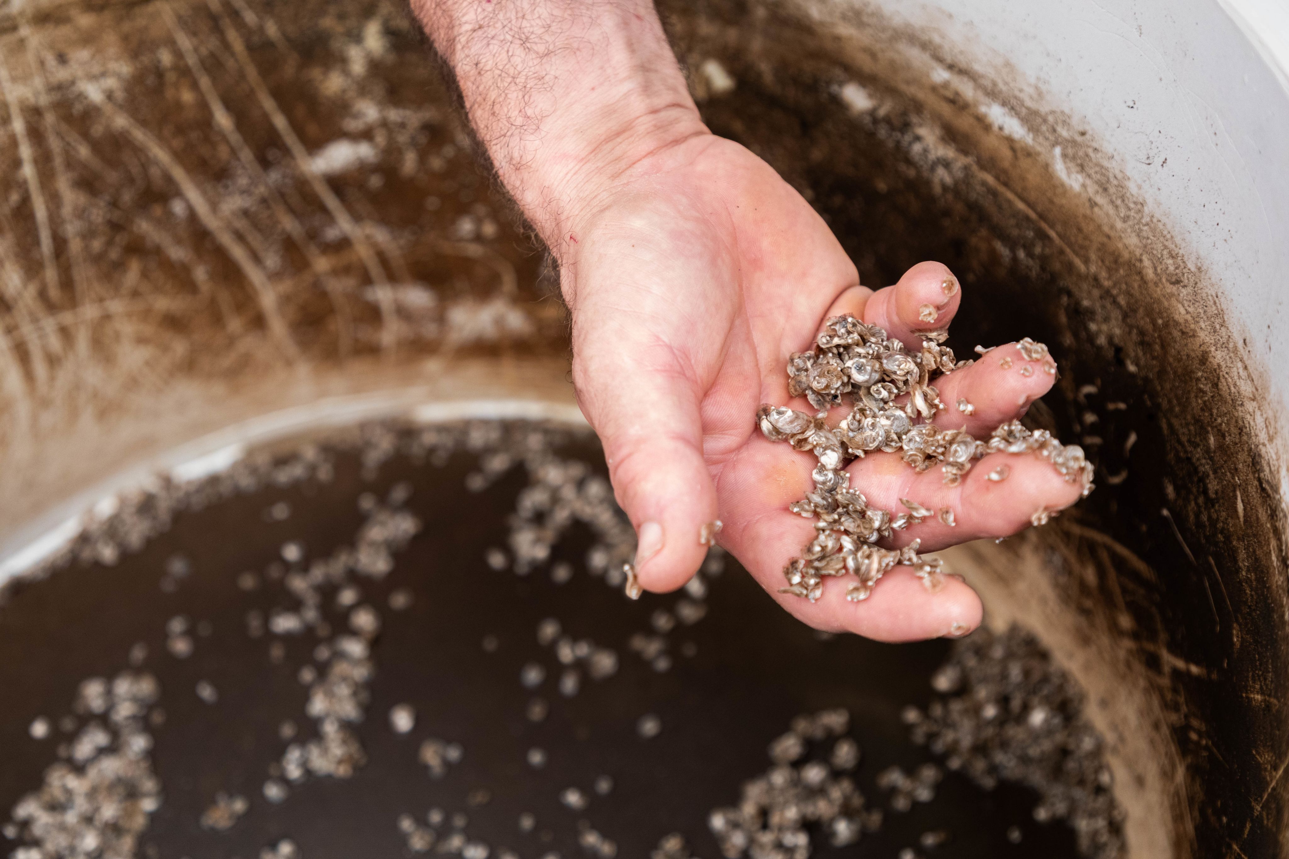 A hand holding up oyster spat above a large circular tank.