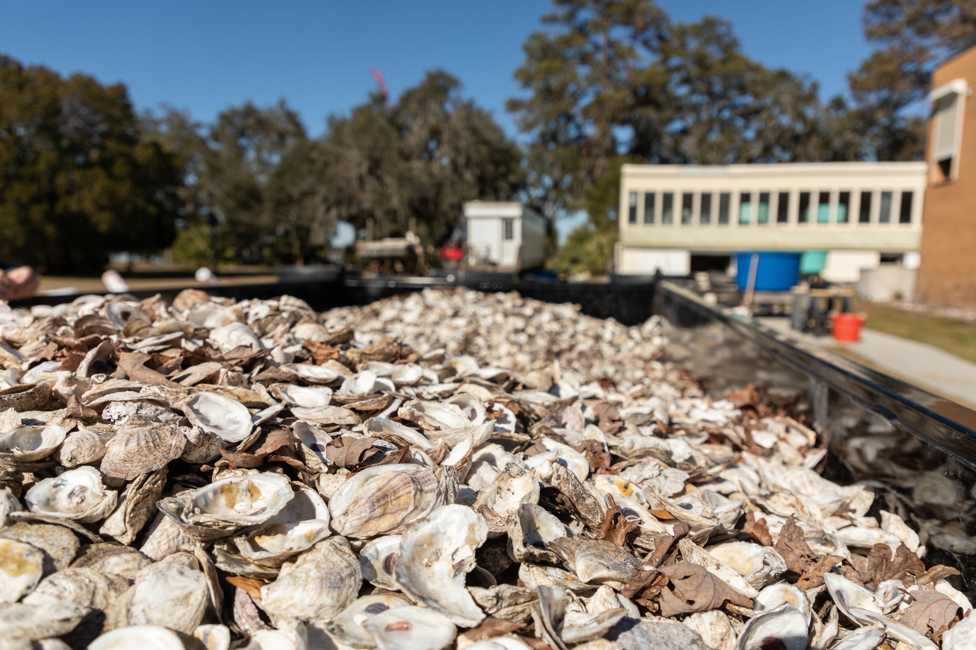A trailer full of oyster shells to be used in future recycling projects