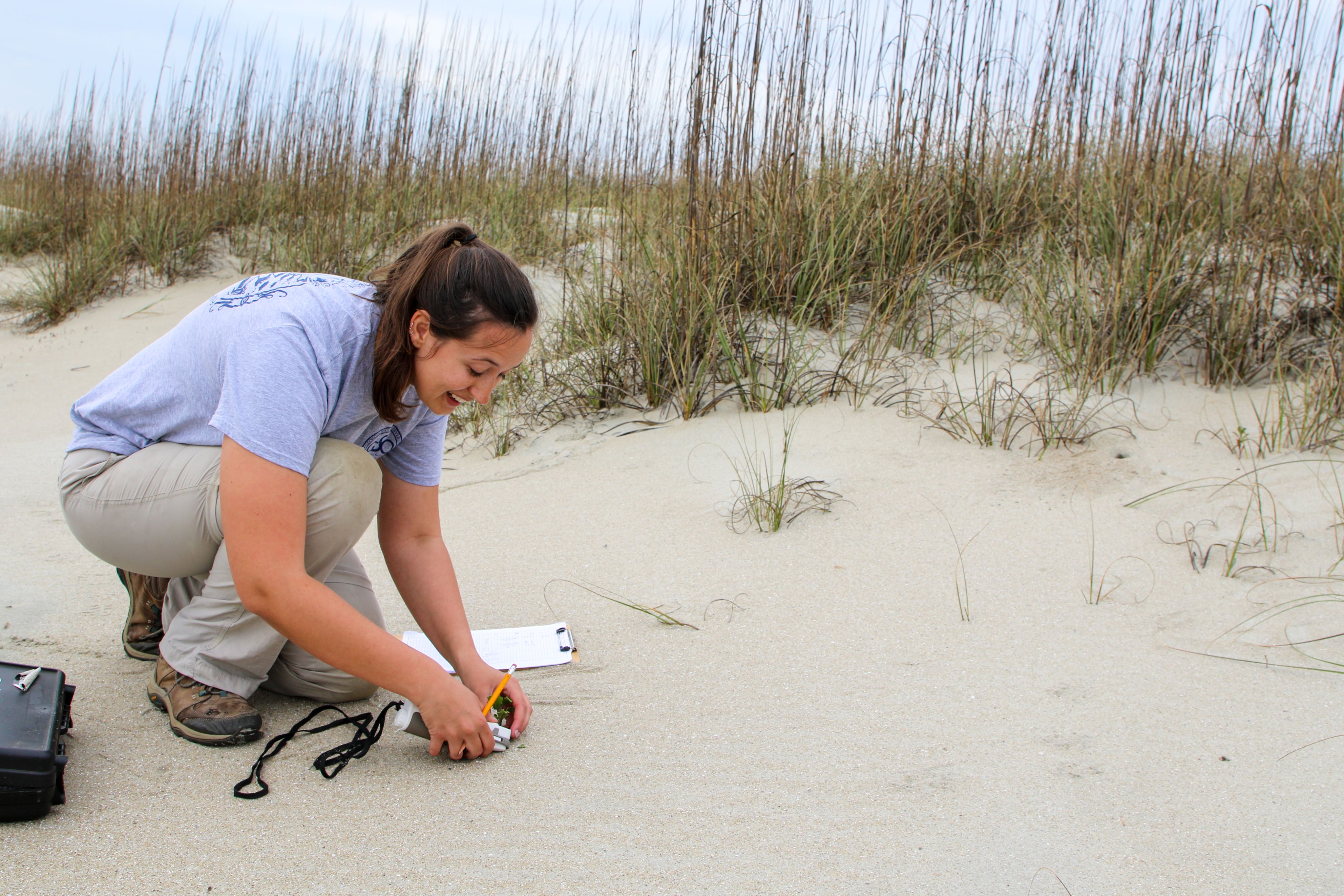 A researcher kneeling down on a sand dune at a beach location using a piece of equipment on a plant..