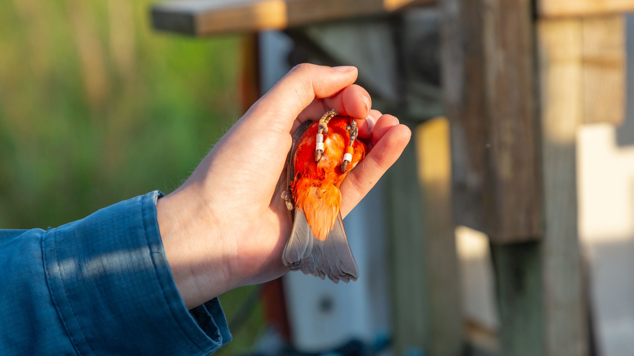 A hand holding a small bird sporting 4 bands on its legs.