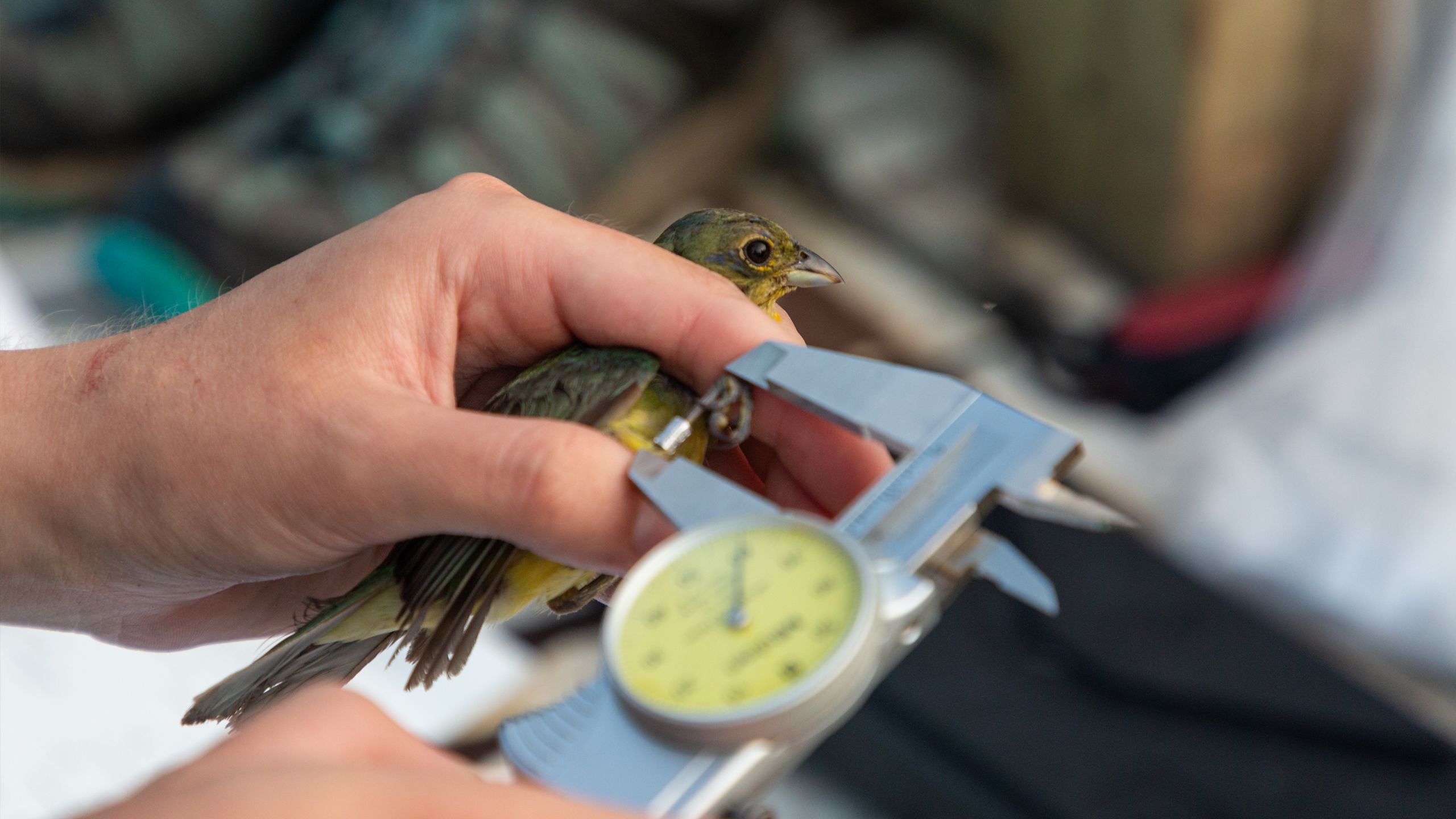 Researcher measuring the leg of a small bunting using dial calipers