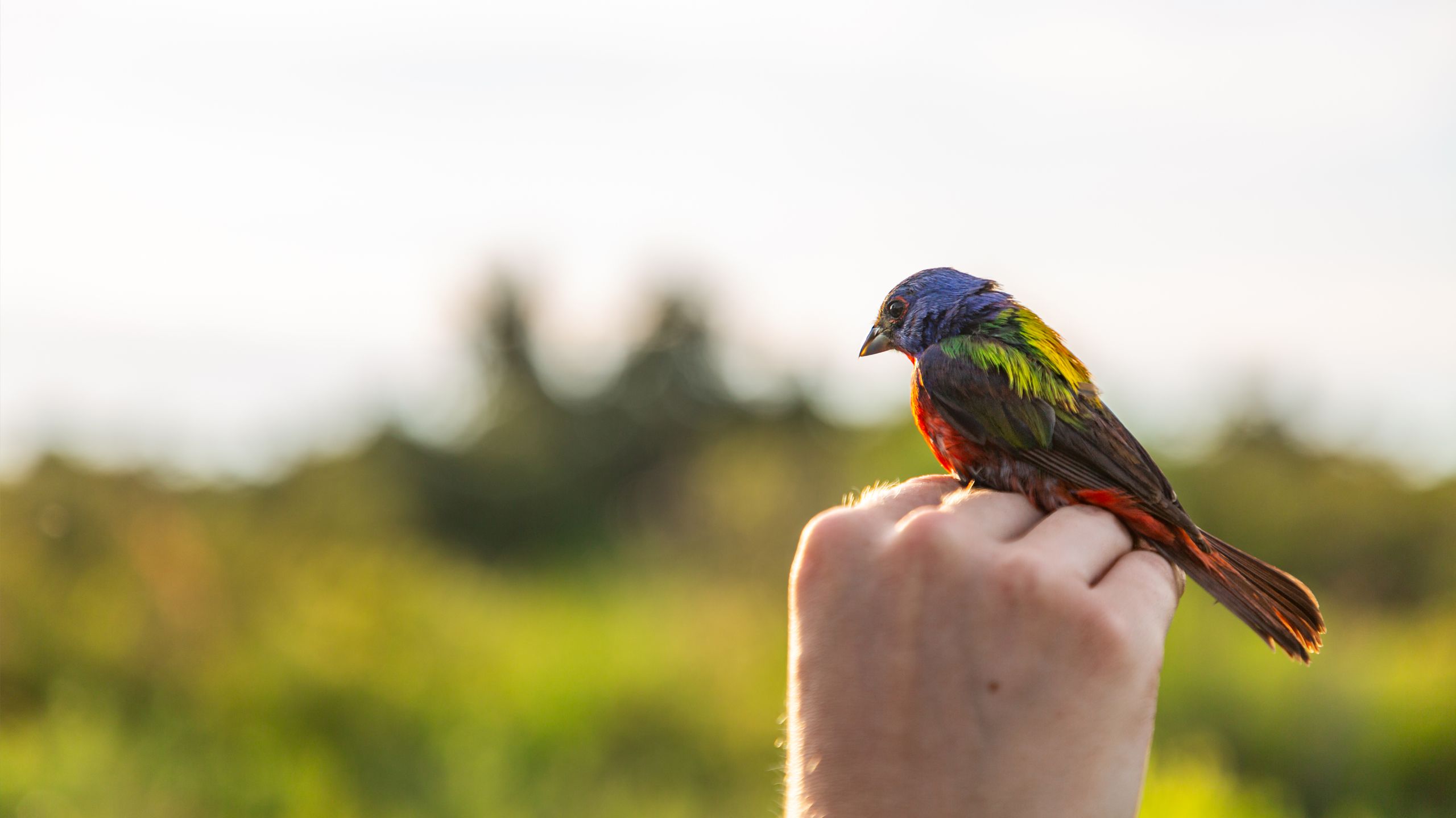 A close photo of a male painted bunting rested on a hand