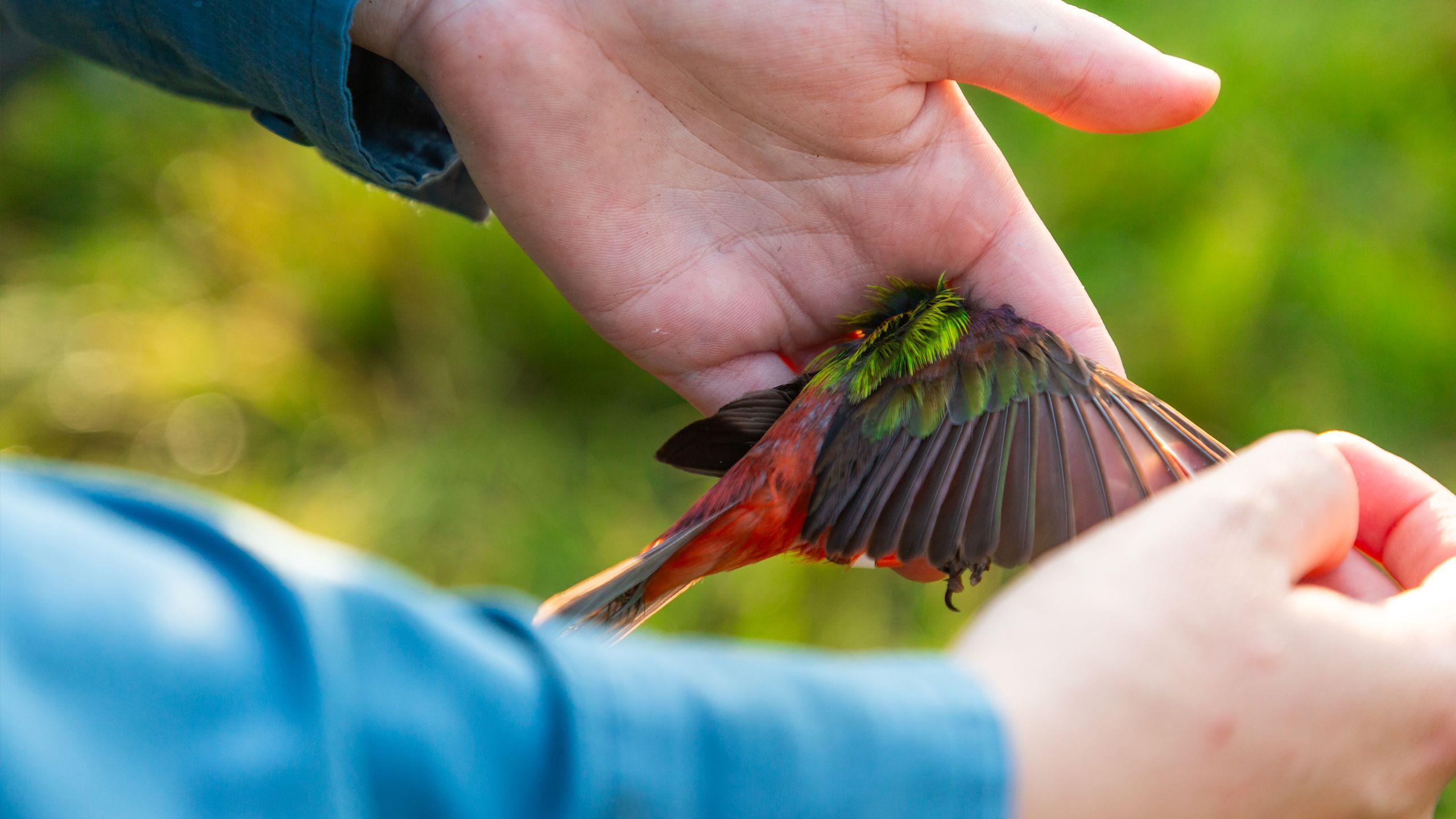 Hands holding a bird's wing open.