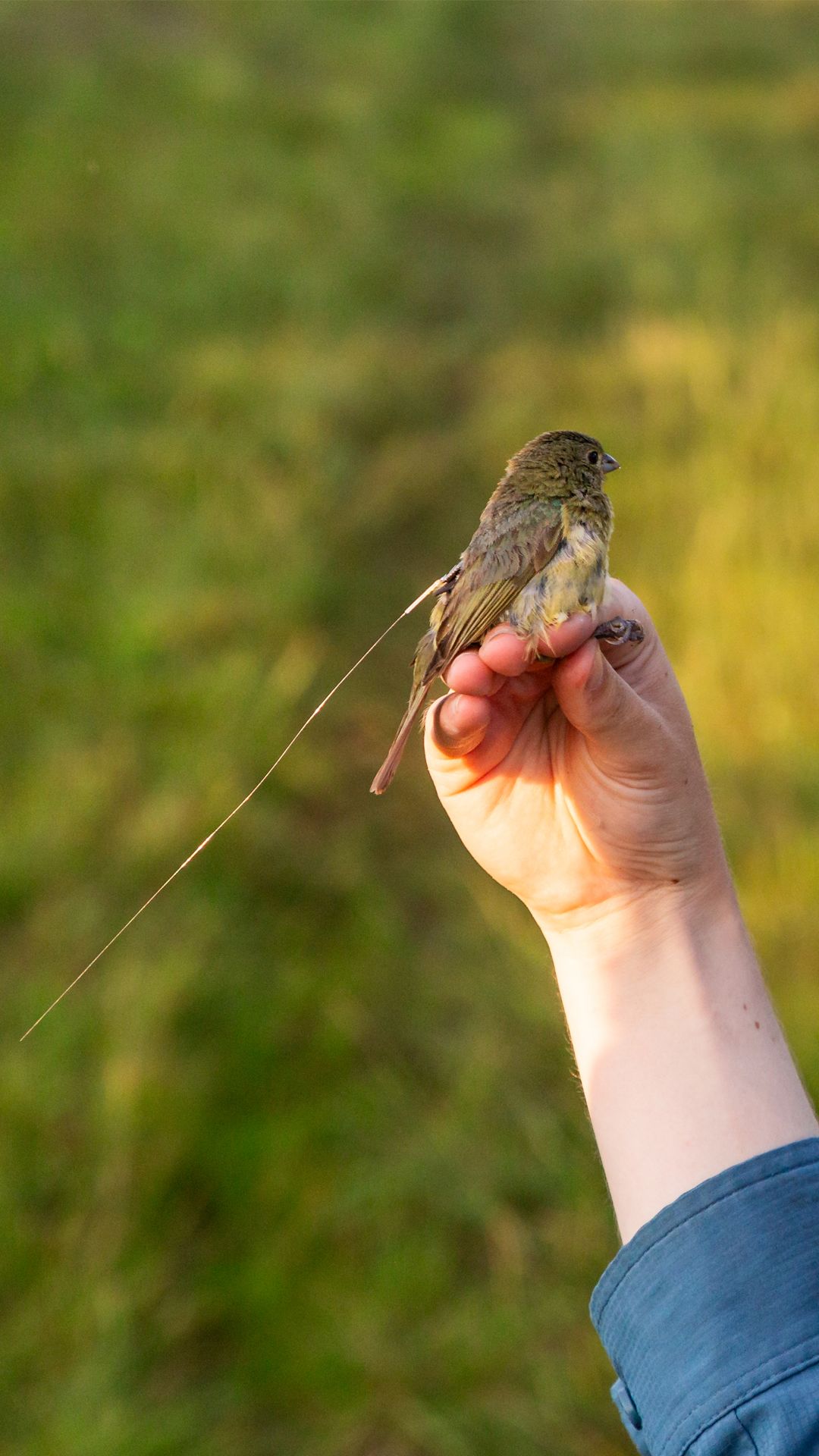 a female bunting perched on a hand. The bunting is sporting a radio tag across its back.