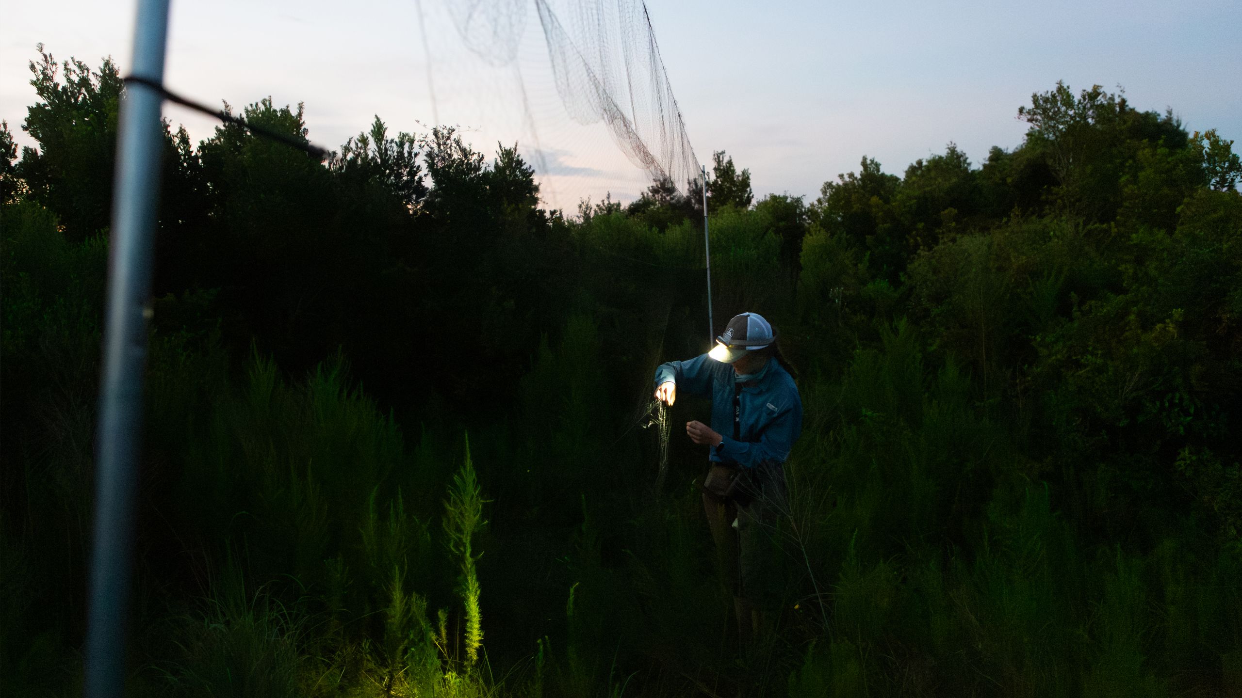 A researcher setting up a net in a grassland area, just before sunrise.