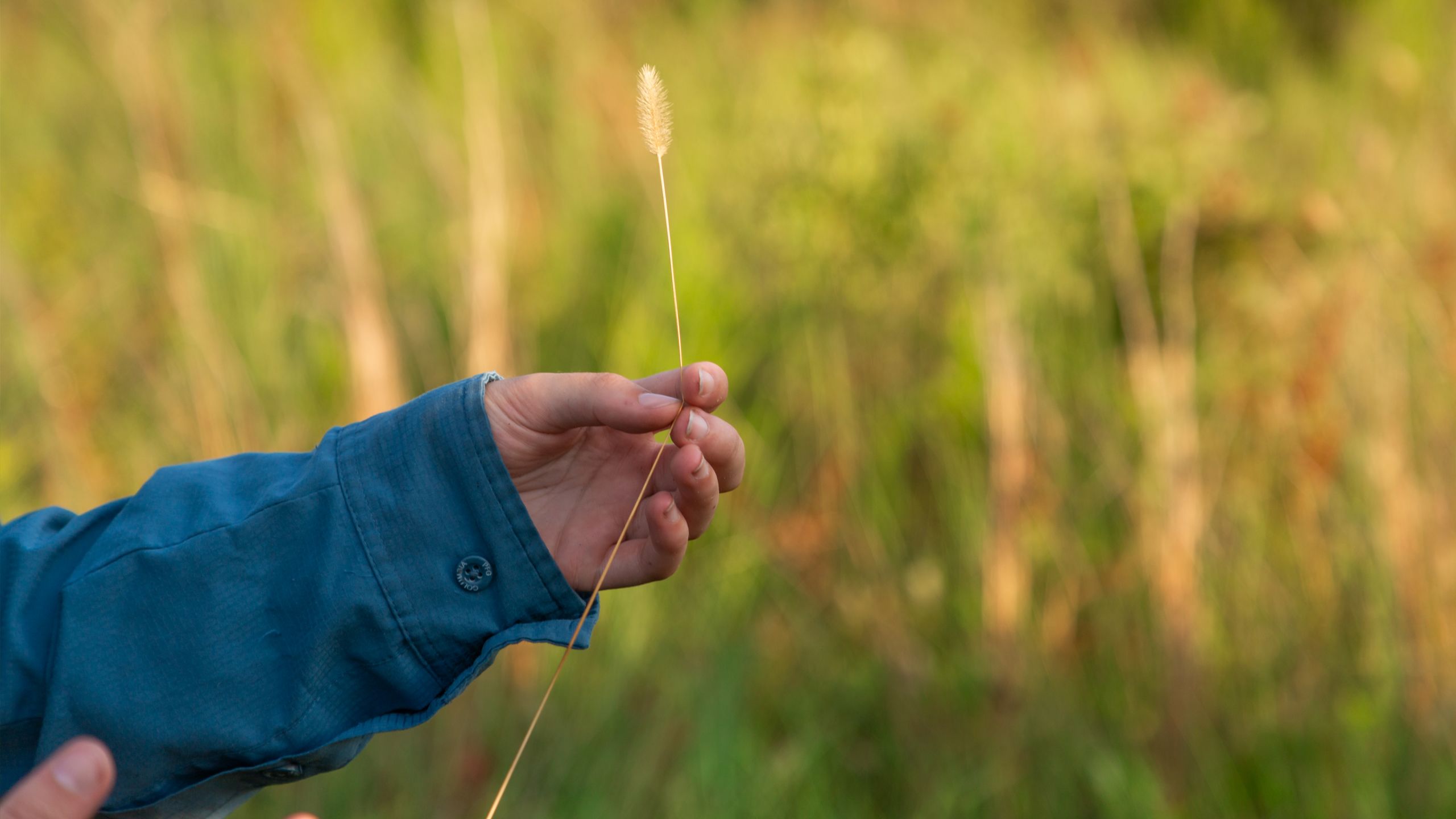Hand holding a plant 