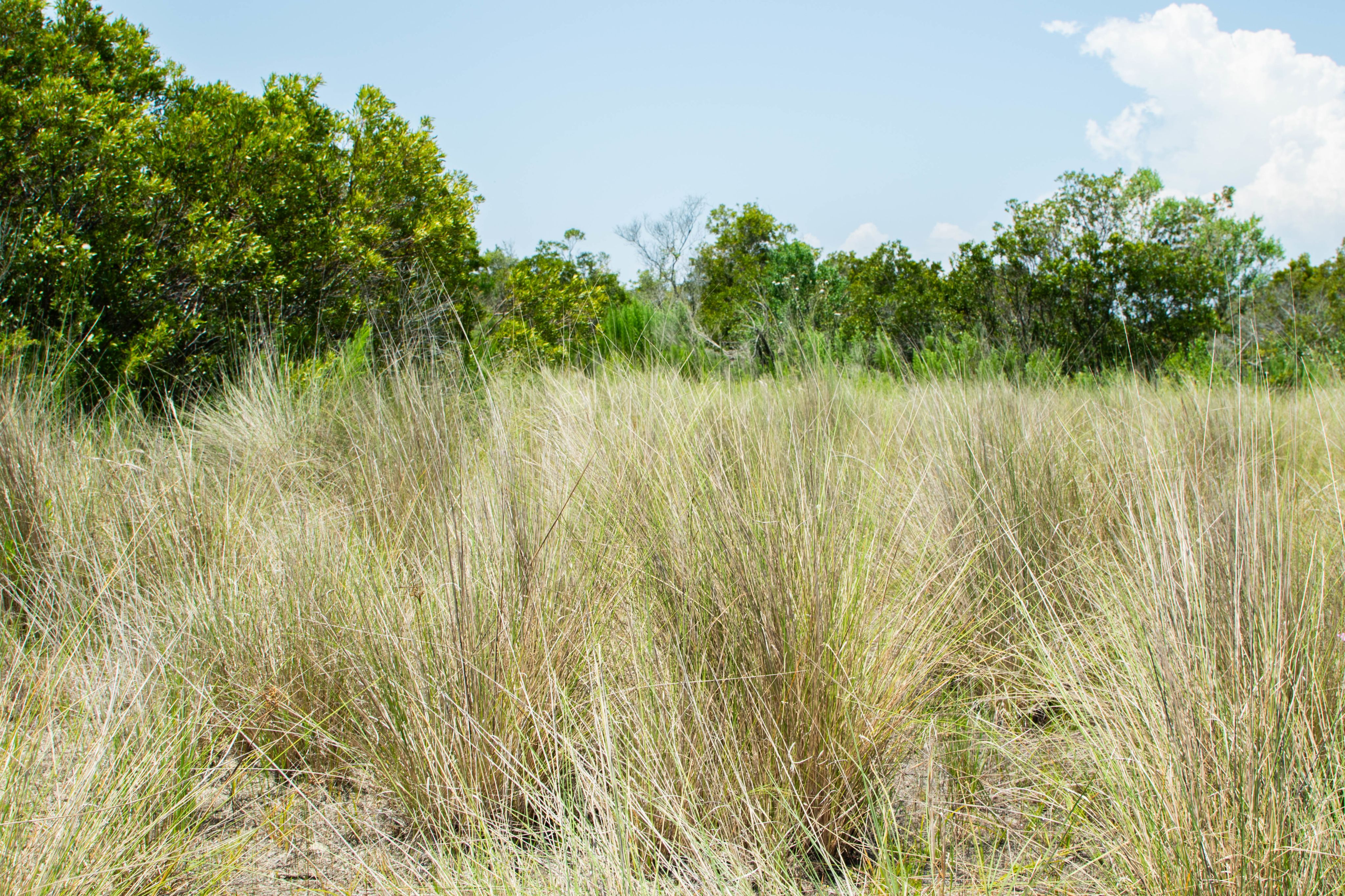 a grassy field