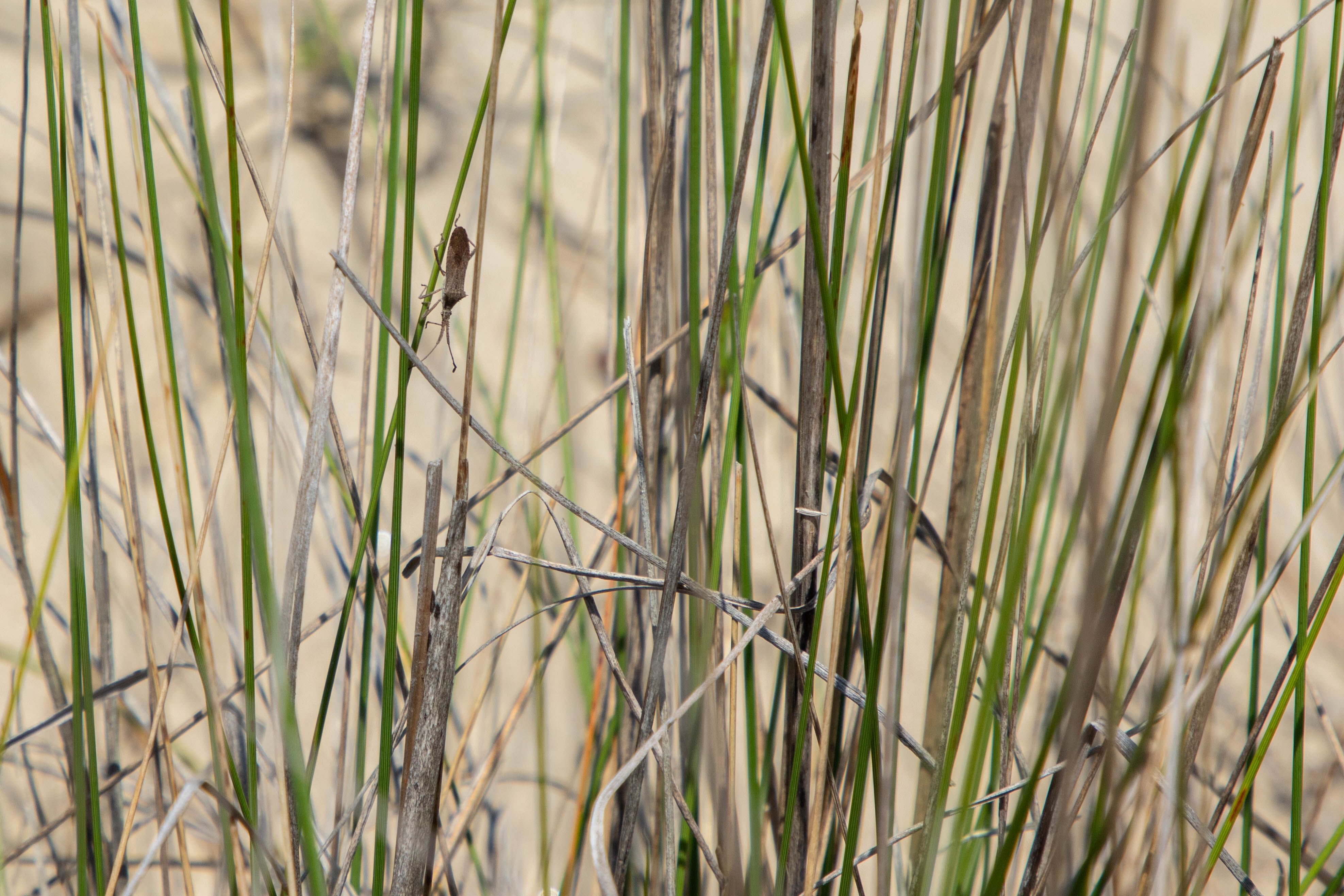 a close up of a brown stink bug holding onto a blade of grass